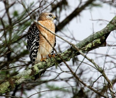 Red Shouldered Hawk