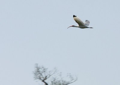 Ibis on the Wing