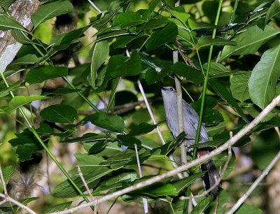 Grey Catbird - Being Inconspicuous