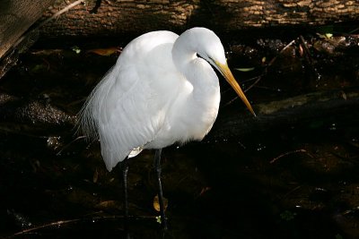 Great Egret - Hunting