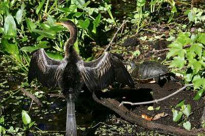 Anhinga and Friend