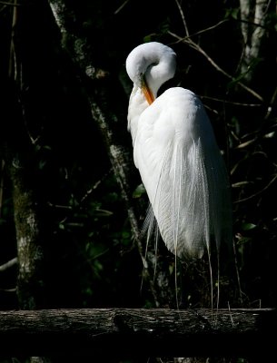 Great Egret - Posing