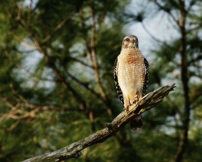 Red Shouldered Hawk