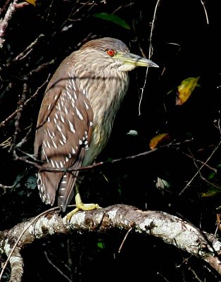 Juvenile Black Crowned Night Heron