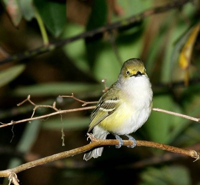 White Eyed Vireo