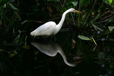 Great Egret - Reflecting