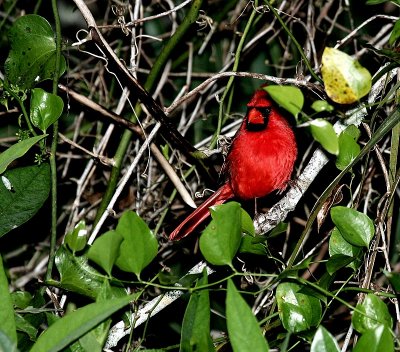 Cardinal