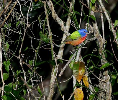 Painted Bunting - Male