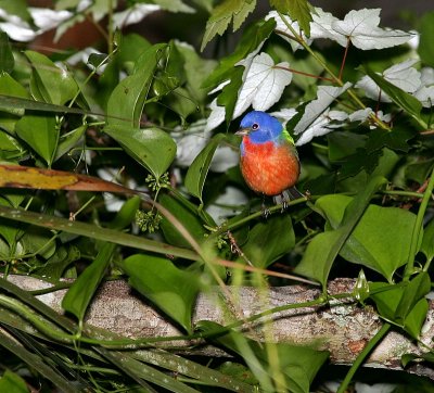 Painted Bunting - Male