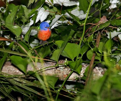 Painted Bunting - Male