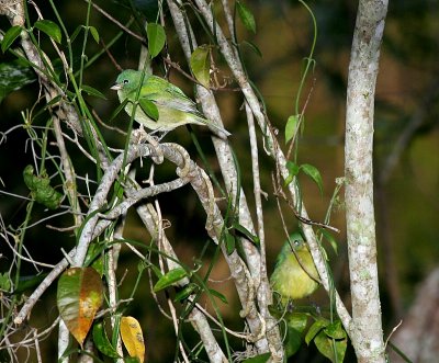 Painted Bunting - Two Females