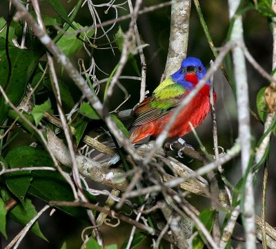 Painted Bunting - Male