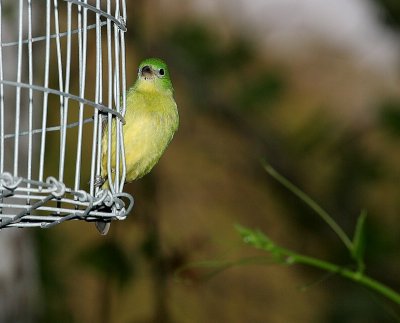 Painted Bunting - Female at feeder