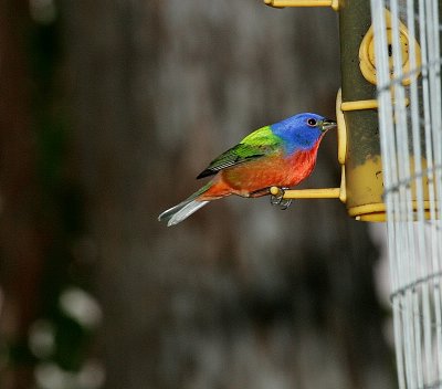 Painted Bunting - Male at the feeder