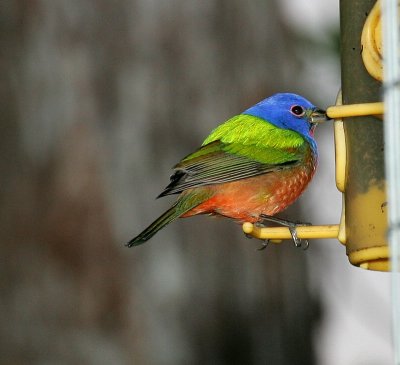 Painted Bunting - Male at the feeder