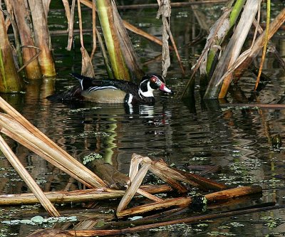 Wood Duck