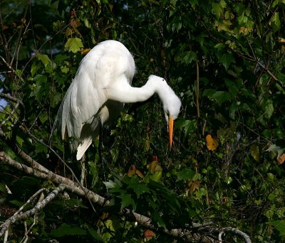 Great Egret - Eyeing lunch