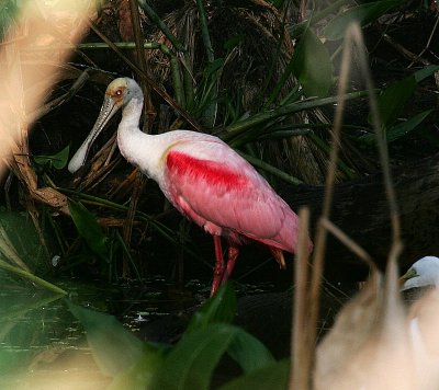 Roseate Spoonbill