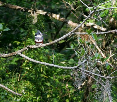 Belted Kingfisher