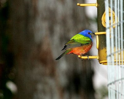 Painted Bunting - Male at the Feeder