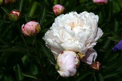 Peony Popper