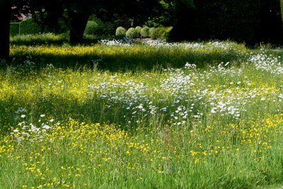 Meadow