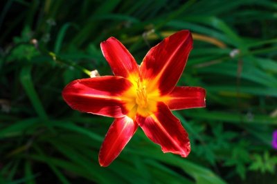Bursting Forth