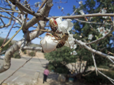 Bees at work