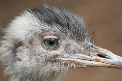 Bird Park 5D