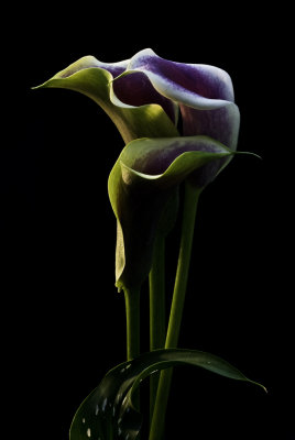 Arum Lily 2