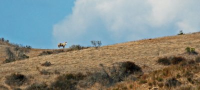 Horse in the hills of Camp Pendleton