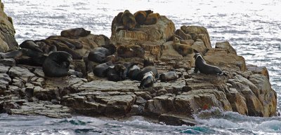 Sea Lions