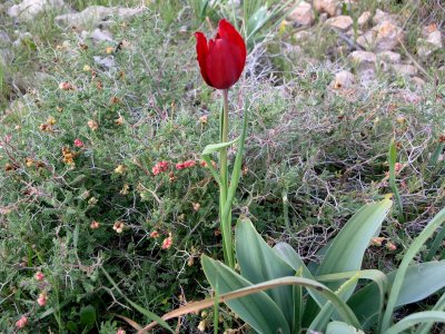 Tulipa Cypria