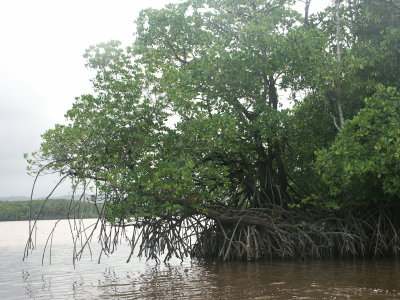 Daintree River (fishing) - Mangroves