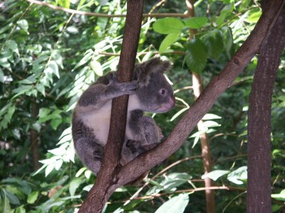 Hartleys Croc park - Koala