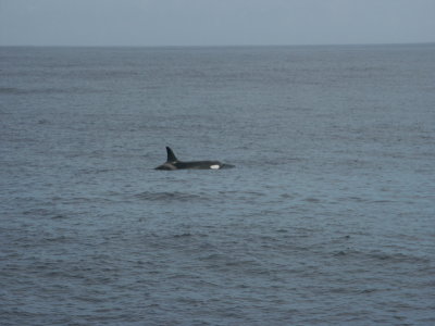 even Orcas graced our presence
