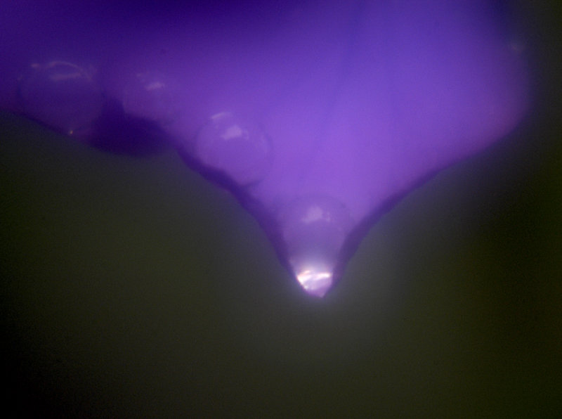 purple rain 148