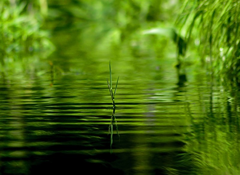 green-on-green 43