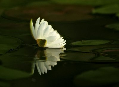 water lily 286