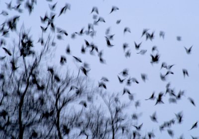 a storm of starlings 130