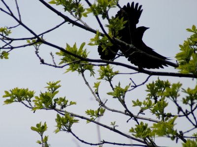 blackbird fly 36