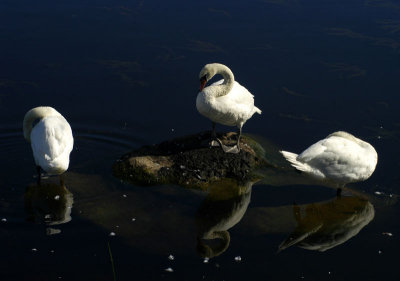 swans 1
