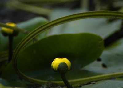 pond lily deco 10