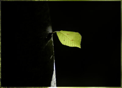 light and leaf 97