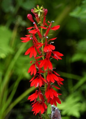 cardinal flower 39
