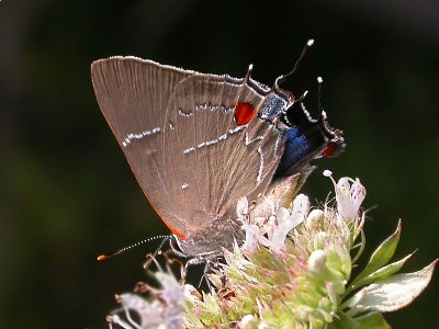 Hairstreaks and Blues