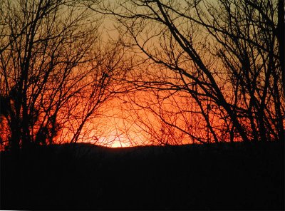 Through a Tunnel of Trees