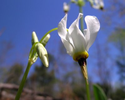 Shooting Star