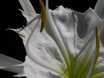 Cahaba Lilies on Buck Creek