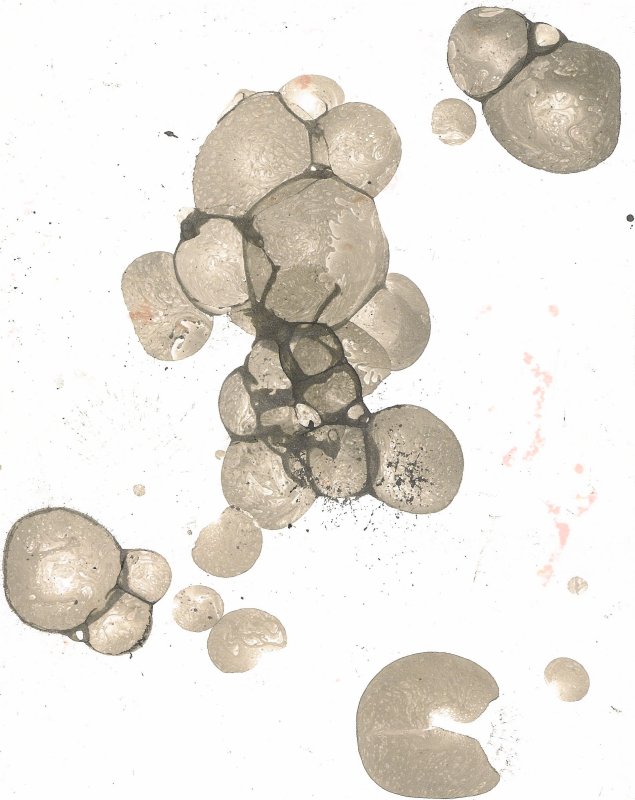 bubbles l